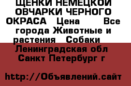 ЩЕНКИ НЕМЕЦКОЙ ОВЧАРКИ ЧЕРНОГО ОКРАСА › Цена ­ 1 - Все города Животные и растения » Собаки   . Ленинградская обл.,Санкт-Петербург г.